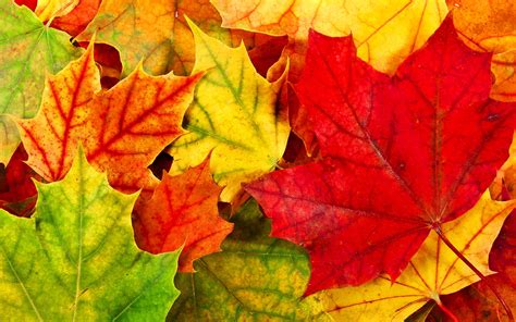 free autumn leaf images